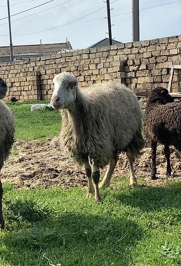 Boğaz qoyunlar satılır 2 dənə sağlam heyvanlardı damazlığ