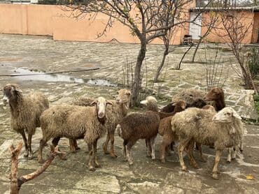 çin bıldırcını: Salam Heyvanlar hamısı sağlam ağır boğazdılar ana baladılar satılırlar — 5