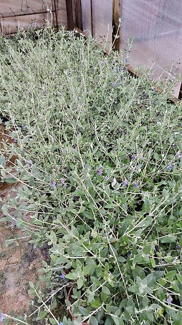 qab gulleri: Rozmarin (Rosmarinus officinalis) fidanları – qablarda yetişdirilmiş — 1