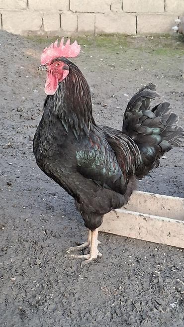 Другие с/х животные: Salam. Görduyunuz qara aktiv həyət xoruzunu satıram. İki kilo yarimdan — 3