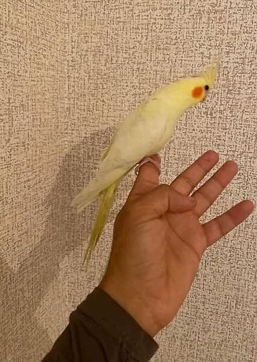 Bala erkek karella 3ayliq çox aktivdir lalafo.az -da Bala erkek karella 3ayliq çox aktivdir