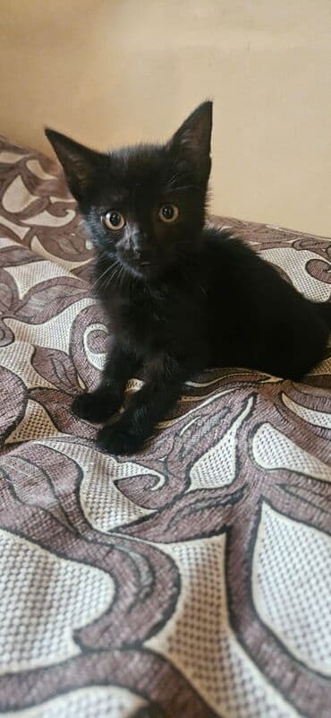 pulsuz pişik balaları 2022: Dişi, Yaxşı əllərə — 2