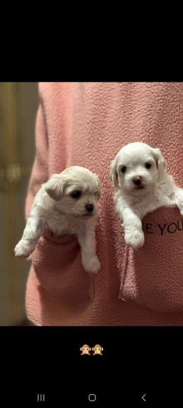 heyvanların cütləşməsi: Malta bolonka, Dişi — 4