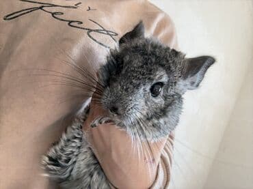 купить британская шиншилла: Çinçilla – boz-mərmər rəngli, yumşaq və sıx xəzli, iri qulaqlı və uzun — 5