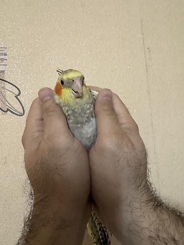 papuqay quş: AĞCABƏDİ RAYONU ÖZ YETİŞDİRDİYİMİZ BALA 2 AYLIQ XORUZ ƏLƏ TAM — 5