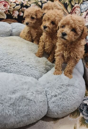 собаки в добрые руки: Пудель, 1 месяц, Самка, Самовывоз — 1