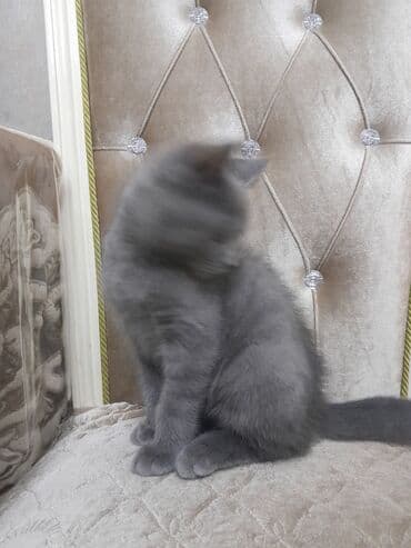 pişiyə verilən adlar: Şotland, Dişi, Yaxşı əllərə, Ünvandan götürmə — 2