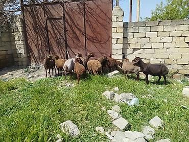 qoyun satilir: Qoyun sürüsü satılır Salam 5 qoyun 5 qüzû satılır ünvan novxanı cavan — 10