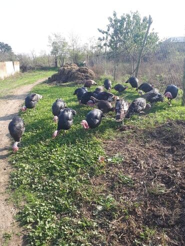 Коровы, быки: Самец, Для разведения, Самовывоз — 2