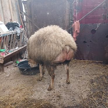 tap.az heyvanlar quba: Qoc 1 yaş yarımlıg, quzu 7 aylıg isdiyen burda yazsın — 2