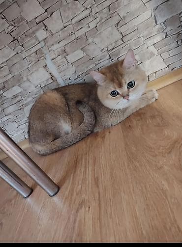 dişi pişik: Qızıl şinşilla, Erkək, Cütləşmə üçün — 2