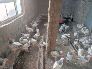 çöl ördeyi: Toyuq, Ətlik — 4