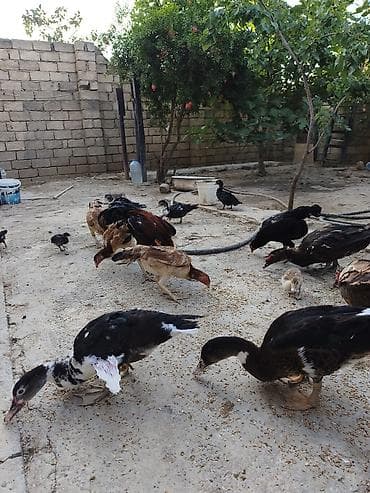 ördeyler: 1 erkəy(karicnivi),bir dişi,11 bala 2 aylıq. 6 ədəd 4 ayliq ördək. Tam — 4