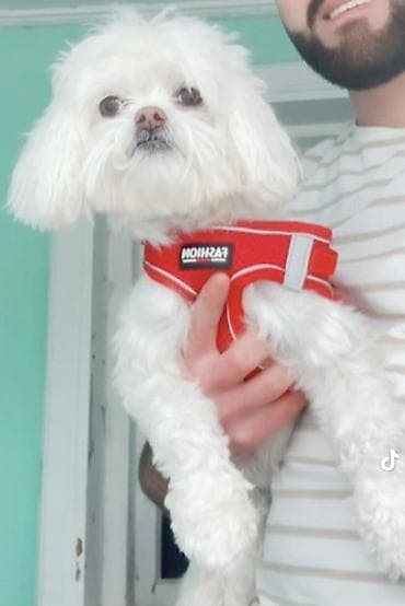 Heyvanlar üçün mallar: Maltese balonka tam saglam heyvandir butün peyvent ve qurt dermanlari — 7