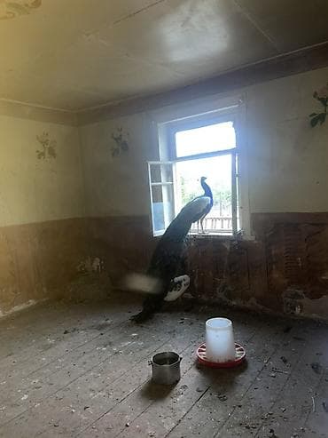 bud dibi toyuq: Təbii gözəlliyi ilə seçilən tovuz quşları dəsti - Növ: Tovuz quşu (1 — 3