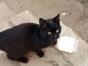 Yaxşı əllərə — 1