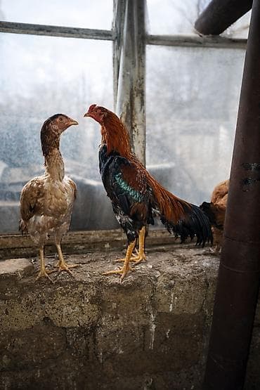 Satilir iyun becesidi 2 defe tullanib atasi xacmazda udub anasinin