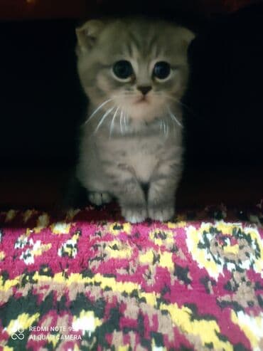 mingəcevir pişik: Şotland, Erkək, Dişi, Yaxşı əllərə, Ünvandan götürmə — 20