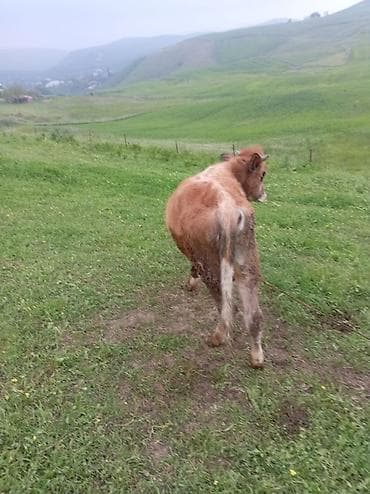 balaca danalar: Riyal alci zengin vursun hevan celilabada 10 ayliq erkeyi dandi 1700 — 3