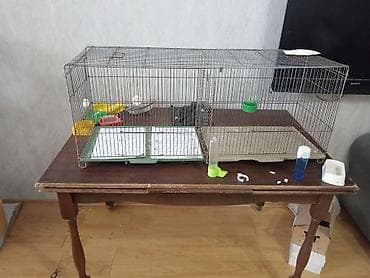 Quşlar: 5 ədəd qəfəs. 1ədəd 2li qəfəs hamsı 70 azn. Qəfəs iridi karella belə — 2
