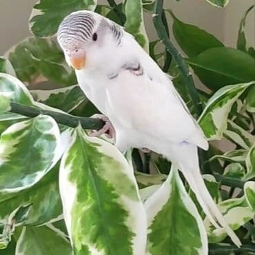 Iran Khodro: Məhsul: Dalmaçın və rəngli dalğalı dimdikli tutuquşular (budgerigar) — 1