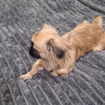 Pişiklər: 6 ay, Dişi, Peyvəndli — 2