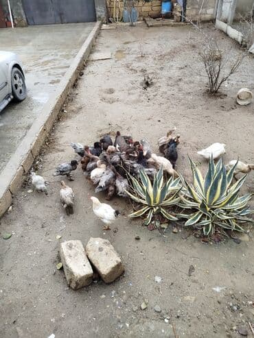 Salam tam sağlam ördəklər satılır sortdular 22bala 3ana 1səsli 1dənədə lalafo.az -da Salam tam sağlam ördəklər satılır sortdular 22bala 3ana 1səsli 1dənədə