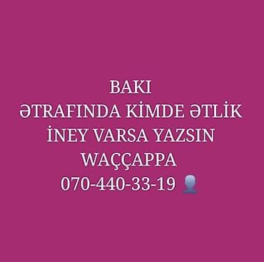 Bakı ətrafında ətlik inək axtarışı.🐄 Tələblər: - Ətlik istiqamətli
