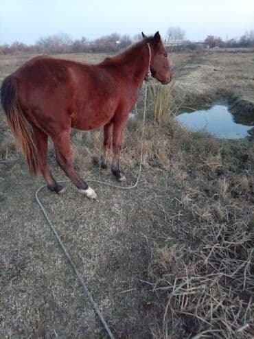 Gəmiricilər: Erkək, il: 2, Ünvandan götürmə — 2