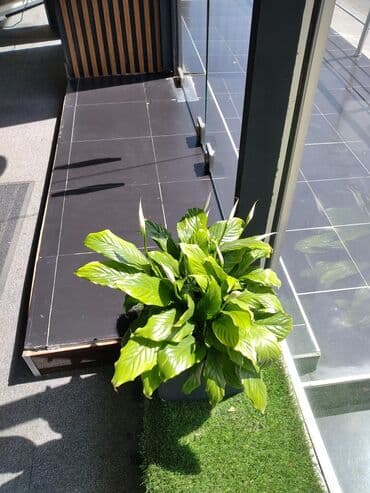 xlorofitum bitkisi: Otaq bitkiləri — 2