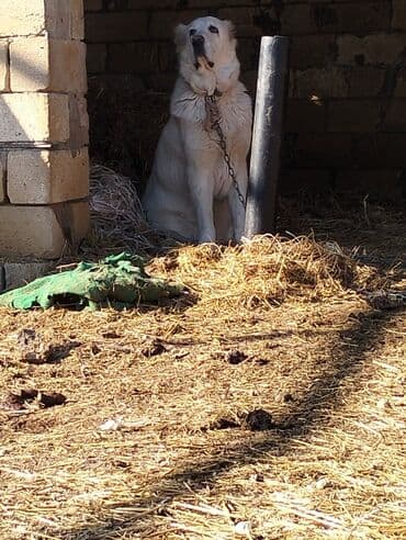 qafqaz coban itleri: Alabay — 2