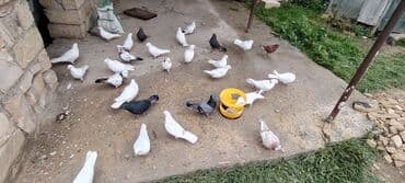 Грызуны: Salam aleykum herkese ALLAH hamının malına BERKET versin gördüyünüz — 2