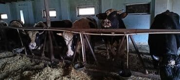 ağ pişik şəkilləri: Məhsul: Qaramal – ət istiqamətli dana/öküzlər Təsvir: - Şəkillərdə — 9