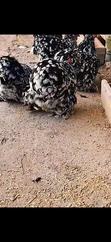 broyler yemi qiymeti: Toyuq, Damazlıq — 8