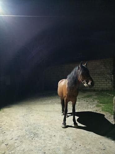 heyvan satisi tap az: Atın 6 yaşı var yük atı di — 2