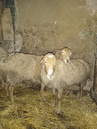 Keçilər, çəpişlər: Iki ədəd yaşlı boğaz qoyunlardı qiymət cütünə aiddi — 1