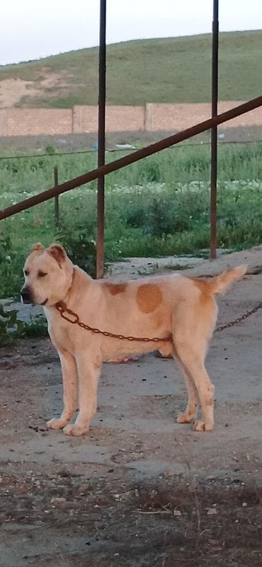 golden it cinsi: Alabay, 3 il, Erkek, Peyvəndli — 9