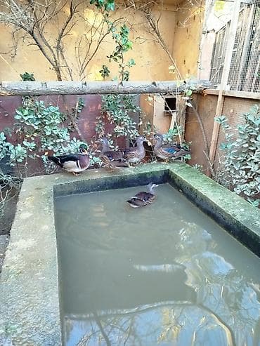 Karalin ördəkləri – dekorativ su quşları - Növ: Aix galericulata