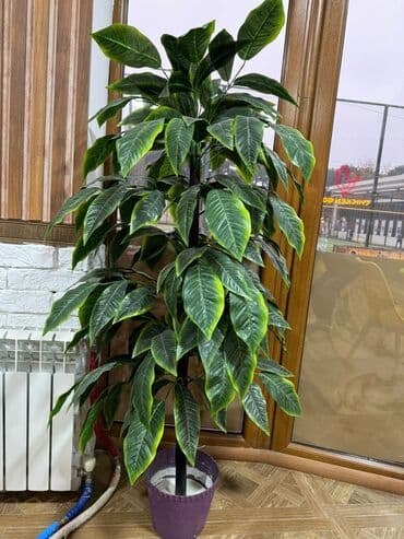 цветы искусственные: Искусственные деревья 1 шт за 35 azn, 2шт за 60azn — 2