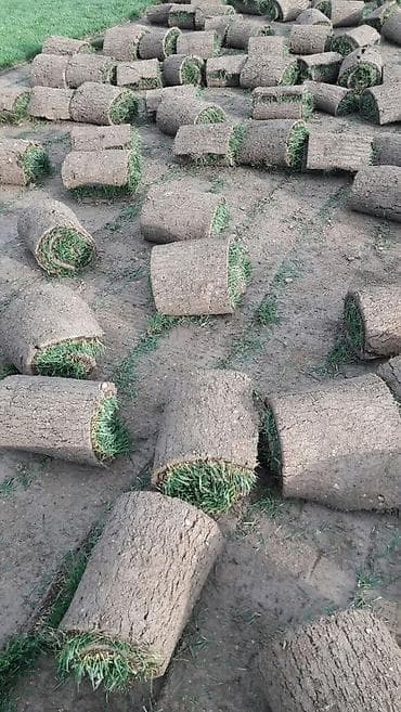 tülpan soğanı satışı: Qazon satılır sıx ve alaqsiz qazonlar olur eni yarpaq danimarka toxumu — 3