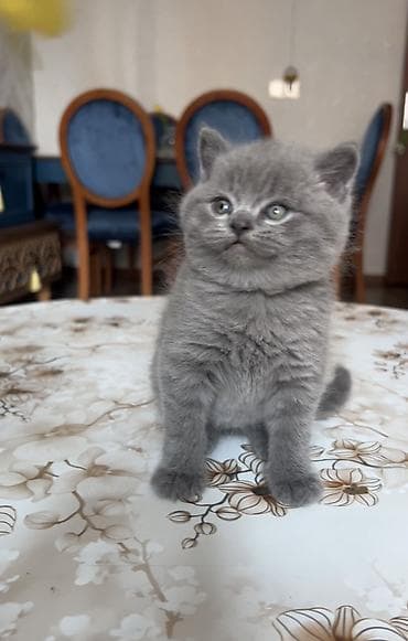 pisik cutlesme: Britan, Erkək, Dişi, Yaxşı əllərə, Ünvandan götürmə — 1