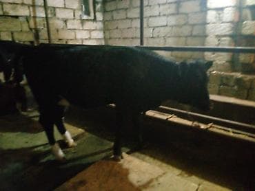 Eşşəklər: Satlıq mal-qara – qara-ağ rəngli bala danalar - Növ: südlük-ətlik — 7