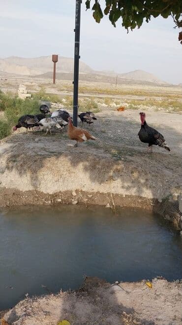 linqorin toyuqlar: Erkək, Damazlıq, Ödənişli çatdırılma — 2