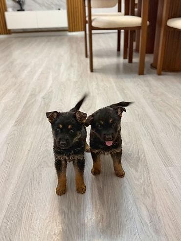 serrap dermani ne ucundur: Alman çoban iti, Peyvəndli — 7