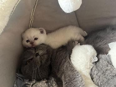 anqora pişik: Şotland yastı qulaq — 2