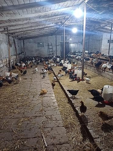 qaz cuceleri: Toyuq cücələri, Ətlik — 7