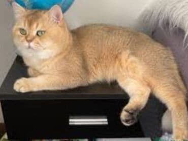 pişik sahibləndirilir: Qızıl şinşilla, Cütləşmə üçün — 1