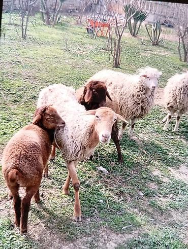 Ana bala qoyun satılır dişləri ağzındadı sağlam heyvanlardı lalafo.az -da — 1 Ana bala qoyun satılır dişləri ağzındadı sağlam heyvanlardı — 1