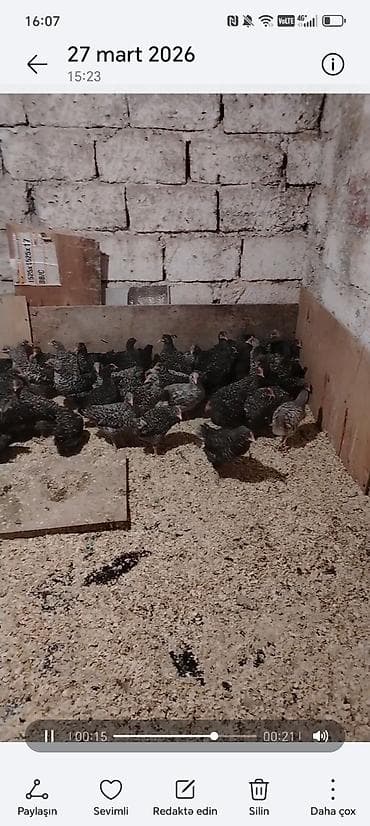 С/х животные и товары: Куриные цыплята, Для разведения — 3