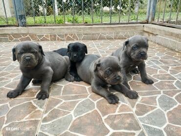 кане корсо цена: Kane-Korso — 23